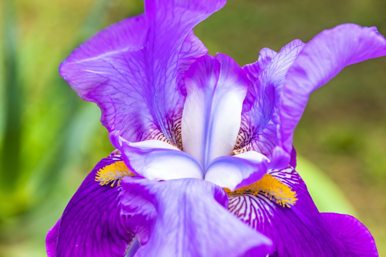 Close up of an iris